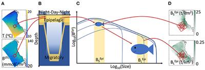 Movement Shapes the Structure of Fish Communities Along a Cross-Shore Section in the California Current